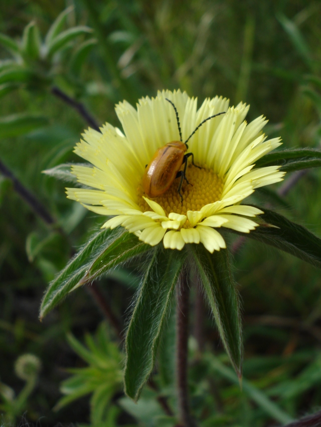coracero (Rhagonycha fulva) En las flores captura a otros . insectos pequeños durante el verano.La flor es Pallenis spinosa